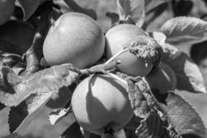 Fotografie zum Thema schöne Frucht Zweig Apfelbaum foto