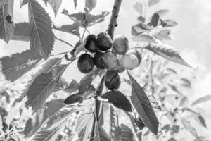 Fotografie zum Thema schöne Fruchtzweig Kirschbaum foto