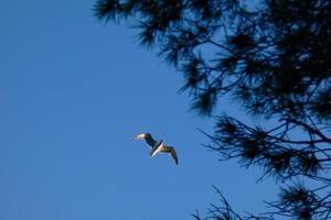 wilde Möwen in der Natur entlang der Klippen der katalanischen Costa Brava, Mittelmeer, Spanien. foto