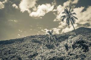 Natur mit Palmen der tropischen Insel Ilha Grande Brasilien. foto