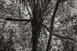 palme im natürlichen tropischen dschungelwald ilha grande brasilien. foto