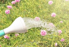 grüne Gießkanne mit Wassertropfen und rosa Blumenhintergrund foto
