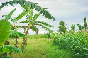Bauernland mit Bananen- und Maisbäumen bewachsen foto
