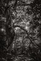 großer baum im natürlichen tropischen dschungelwald ilha grande brasilien. foto