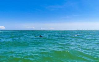 Delfine schwimmen im Wasser vor der Insel Holbox in Mexiko. foto