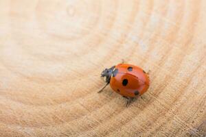 schöner roter Marienkäfer, der auf ein Stück Holz geht foto