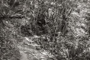 Wanderweg im natürlichen tropischen Dschungelwald Ilha Grande Brasilien. foto