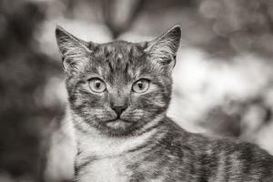 schöne süße katze mit gelben augen grüner naturhintergrund minsk. foto