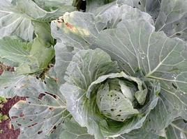 kleines insektentier auf grünem blatt in der plantage foto