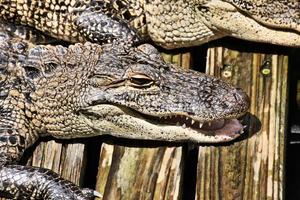 ein Blick auf einen Alligator foto