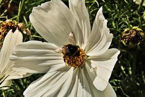 ein Blick auf eine Biene auf einer Blume foto