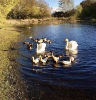 Blick auf einen Höckerschwan foto