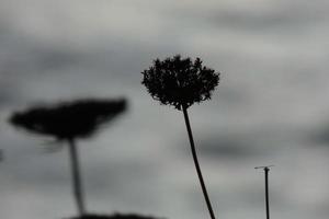 Trockenblumen und mediterrane Blätter mit Meereshintergrund foto