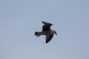 Möwen fliegen am Mittelmeerhimmel, Wildvögel an der katalanischen Küste, Spanien foto