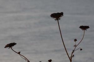 Trockenblumen und mediterrane Blätter mit Meereshintergrund foto