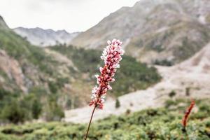 schöne rosa blumen berge landschaft fee wiesen nanga parbat foto