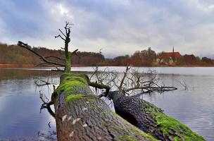 Blick auf eine Baumkrone an einem sommerlichen Tag foto