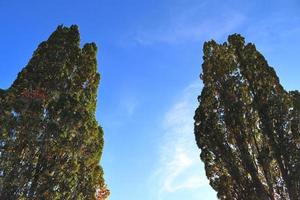 Blick auf eine Baumkrone an einem sommerlichen Tag foto