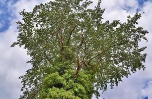 Blick auf eine Baumkrone an einem sommerlichen Tag foto