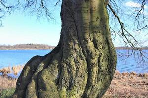 Blick auf eine Baumkrone an einem sommerlichen Tag foto