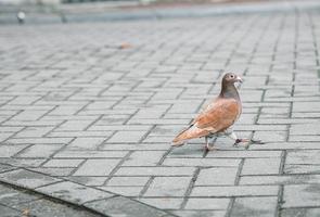 eine einsame braune taube, die auf der straße spaziert foto