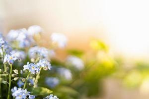 Blaue Vergissmeinnicht-Blumen, die unter hellem, warmem Sonnenlicht blühen foto