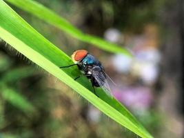 exotisches Drosophila-Fruchtfliegen-Diptera-Insekt auf Pflanze foto