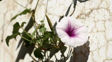 weiße und lila Blumen im Garten foto