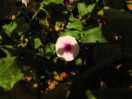 lila und weiße Blumen im Sonnenlicht im Garten foto