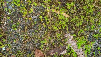 steiniges Land mit grünen Wildpflanzen foto