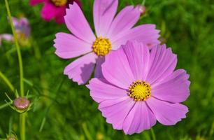 rosa kosmos blühender gelber pollen. unscharfer Hintergrund. Designvorlage für Web-Anzeigen-Hintergrundbild-Bannerhintergrund. foto