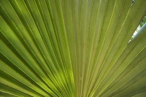 tropische natürliche grüne palmblätter muster textur abstrakten hintergrund foto