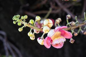 Kanonenkugelblume auf dem Baum foto