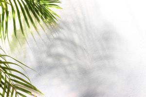grünes Blatt der Palme mit Schatten auf weißem Hintergrund foto