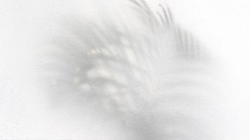 Schatten der Palmblätter auf weißem Hintergrund foto