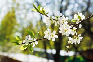 Zweig der Kirschblüten im Obstgarten foto