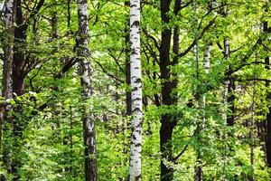 Birke, Erle, Espe, Lärchen im grünen Wald foto