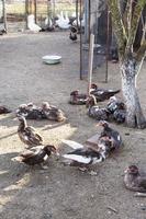 Geflügelhof mit Enten und Gänsen im Dorf foto