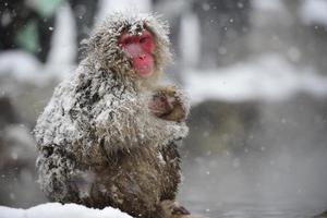 reise in japan, niedlicher und reizender affe, der baby mit fallendem schnee hält, blick in die kamera, jigokudani park, japan. foto