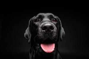 Porträt eines Labrador-Retriever-Hundes auf einem isolierten schwarzen Hintergrund. foto