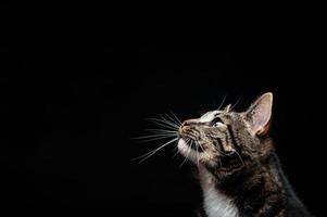 Erwachsene Vollblutkatze, fotografiert im Studio auf schwarzem Hintergrund. foto