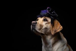 Nahaufnahme eines Labrador-Retriever-Hundes in einem Kopfschmuck. foto