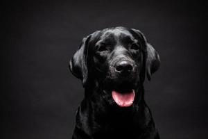 Porträt eines Labrador-Retriever-Hundes auf einem isolierten schwarzen Hintergrund. foto