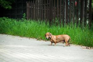 porträt eines süßen dachshund-hundes lächeln und glücklich im sommer sonniger tag für einen spaziergang im sommerpark foto