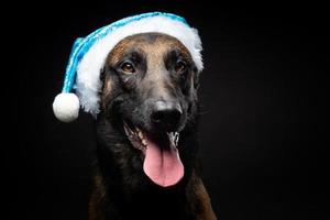 Porträt eines Schäferhundes in einem Weihnachtsmann-Hut, isoliert auf schwarzem Hintergrund. foto