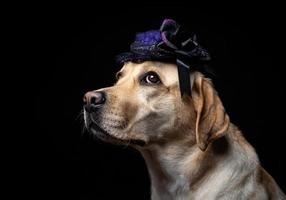 Nahaufnahme eines Labrador-Retriever-Hundes in einem Kopfschmuck. foto