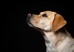 Porträt eines Labrador-Retriever-Hundes auf einem isolierten schwarzen Hintergrund. foto