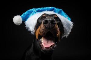 Porträt eines Dobermann-Hundes in einer Weihnachtsmütze isoliert auf schwarzem Hintergrund. foto