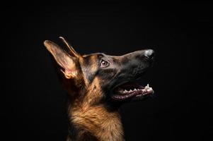 Porträt eines deutschen Schäferhundes vor einem isolierten schwarzen Hintergrund. foto