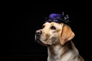 Nahaufnahme eines Labrador-Retriever-Hundes in einem Kopfschmuck. foto